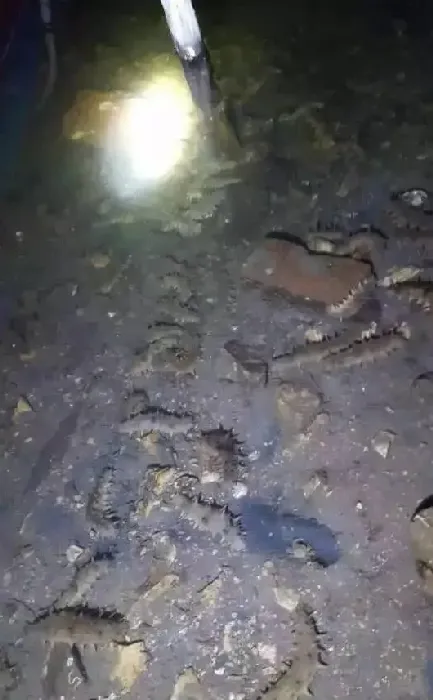 海参圈秋季管理，因夏而定！做好这几步，才能赢在起跑线！