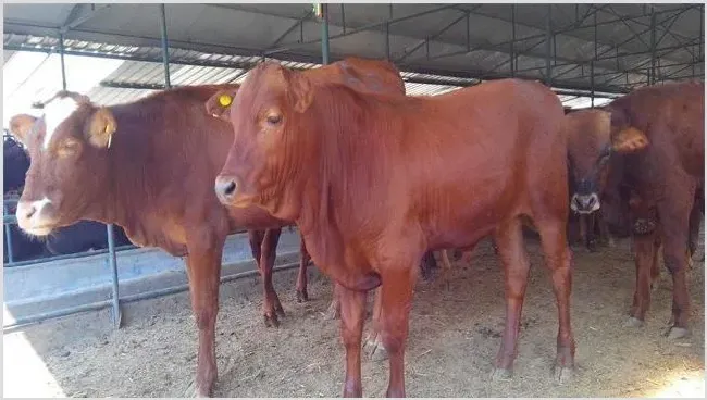 肉牛养殖技术 | 动物饲养方法