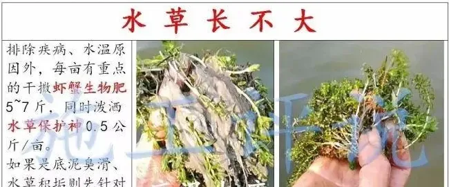 养殖户如何做到让水草清爽，让虾蟹健康