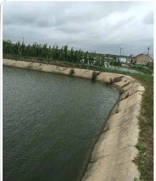 持续阴雨天气池塘油膜、低溶氧水质处理案例