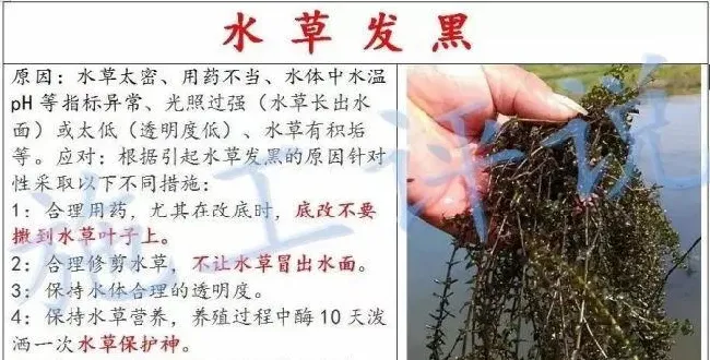 养殖户如何做到让水草清爽，让虾蟹健康