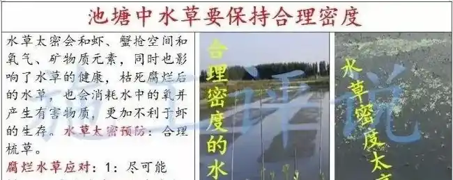 养殖户如何做到让水草清爽，让虾蟹健康