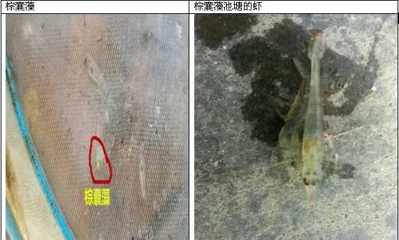 藻毒素是什么？如何解除藻毒素的毒性？