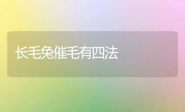 长毛兔催毛有四法 | 家畜养殖