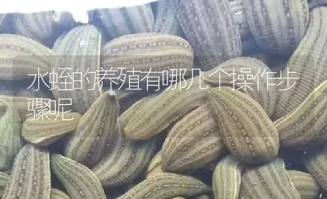 水蛭的养殖有哪几个操作步骤呢 | 特种养殖