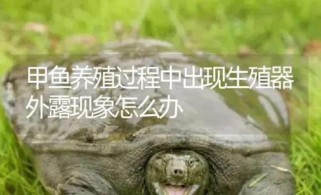 甲鱼养殖过程中出现生殖器外露现象怎么办 | 淡水养殖