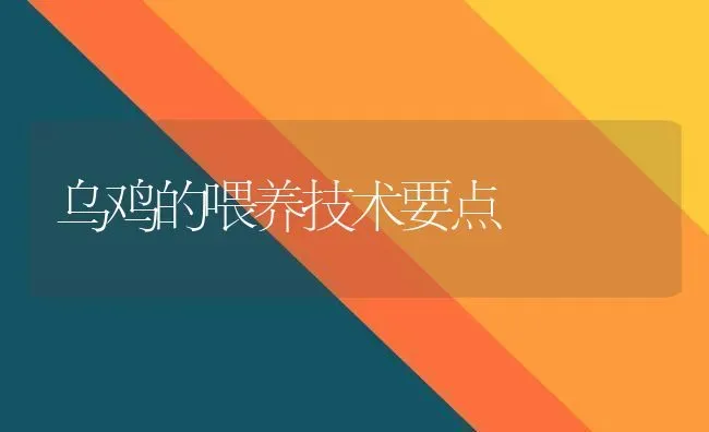 乌鸡的喂养技术要点 | 家禽养殖