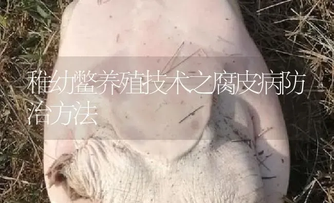 稚幼鳖养殖技术之腐皮病防治方法 | 淡水养殖