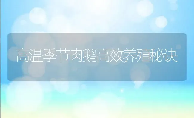 高温季节肉鹅高效养殖秘诀 | 家禽养殖