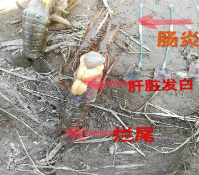 为什么你家小龙虾放苗存活率低？
