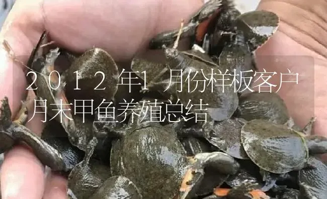 2012年1月份样板客户月末甲鱼养殖总结 | 淡水养殖