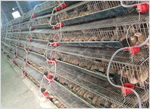 鹌鹑白喉病用什么药治疗？能治愈吗？ | 养殖饲料