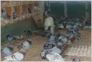 浙江丽水建肉鸽养殖深加工基地 | 养殖动物技术