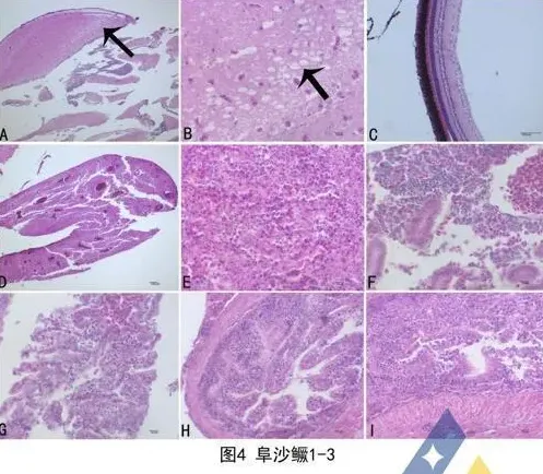 [每周一例]刮鱼缺氧，鳜鱼苗发生神经坏死病毒病