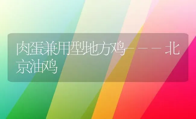 肉蛋兼用型地方鸡---北京油鸡 | 家禽养殖