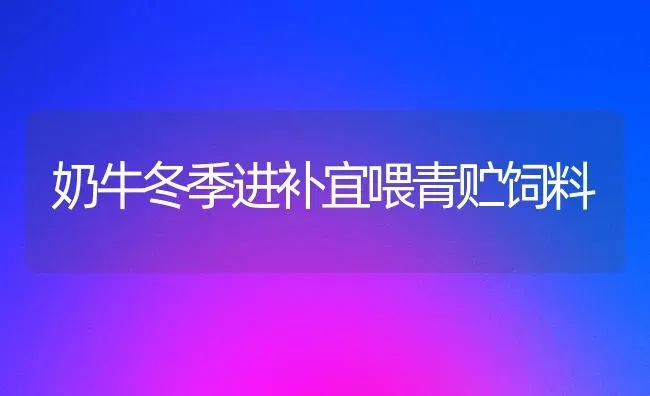 奶牛冬季进补宜喂青贮饲料 | 动物养殖饲料