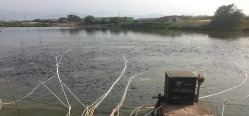 “底部增氧”成养鱼新概念 阴雨天依然可以投料