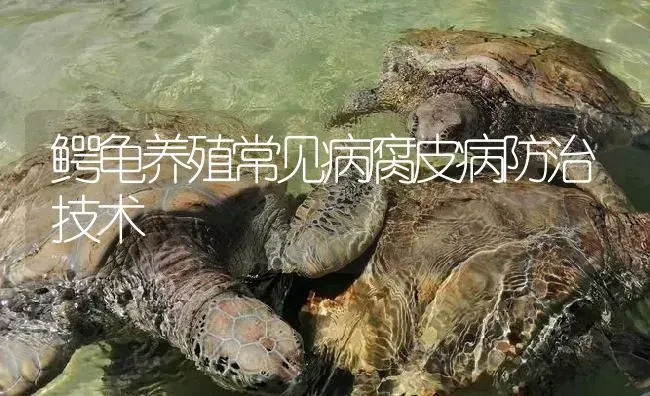 鳄龟养殖常见病腐皮病防治技术 | 淡水养殖