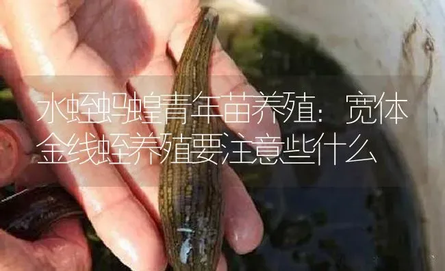 水蛭蚂蝗青年苗养殖：宽体金线蛭养殖要注意些什么 | 特种养殖
