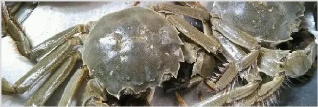 大闸蟹公的贵还是母的贵？哪个好吃 | 养殖动物技术