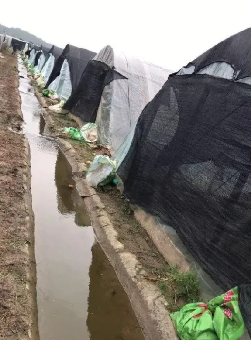 冬棚青蛙（黑斑蛙）这样养！颠覆传统青蛙养殖模式！