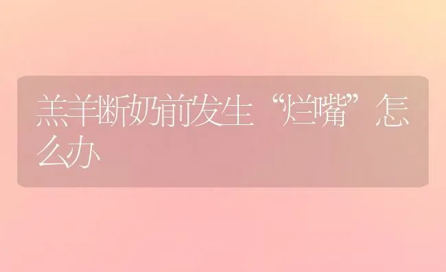 羔羊断奶前发生“烂嘴”怎么办 | 家畜养殖