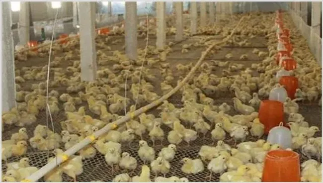 育雏鸡的饲养注意什么 | 动物养殖技术