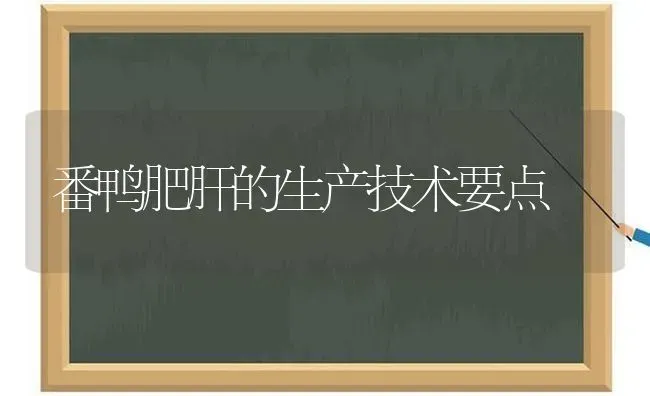 番鸭肥肝的生产技术要点 | 家禽养殖