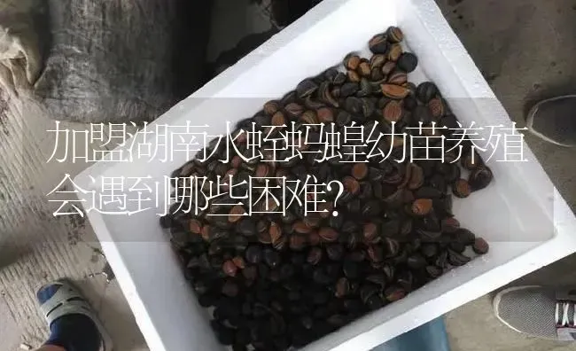 加盟湖南水蛭蚂蝗幼苗养殖会遇到哪些困难？ | 特种养殖