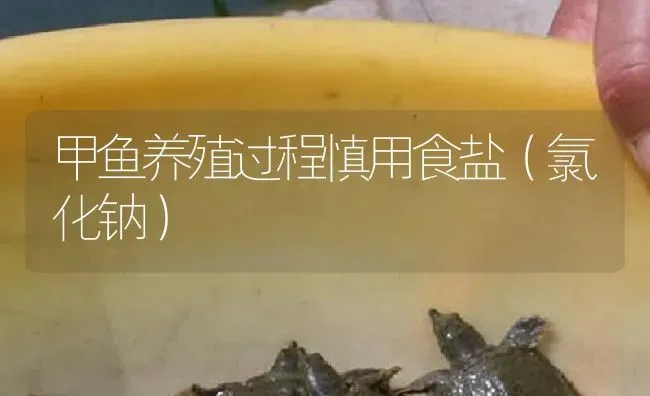 甲鱼养殖过程慎用食盐（氯化钠） | 淡水养殖