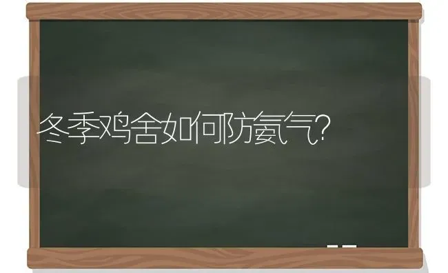 冬季鸡舍如何防氨气？ | 家禽养殖