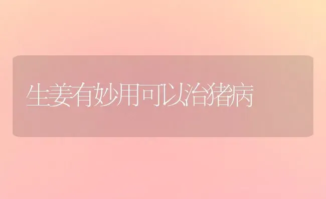 生姜有妙用可以治猪病 | 家畜养殖