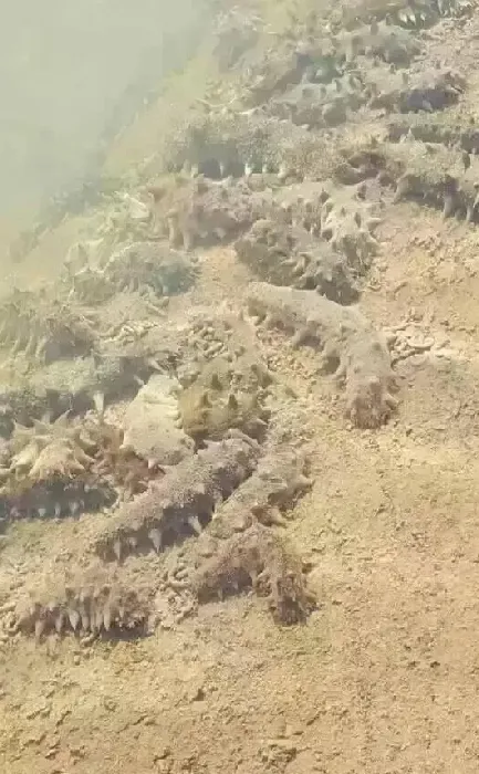 海参圈秋季管理，因夏而定！做好这几步，才能赢在起跑线！