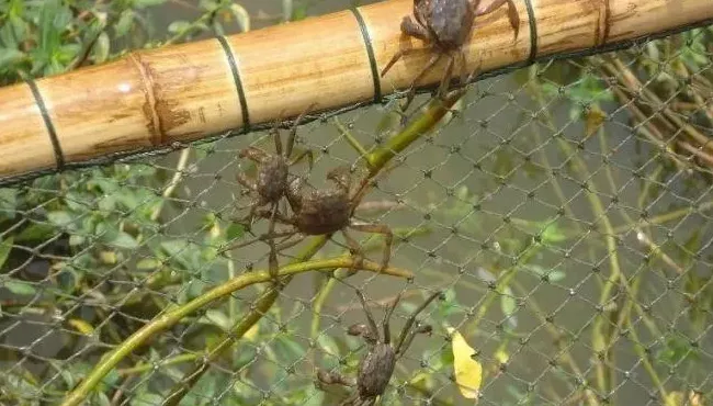 大母本大闸蟹苗籽是决定成蟹养殖规格的关键，这是大实话还是大鬼话？