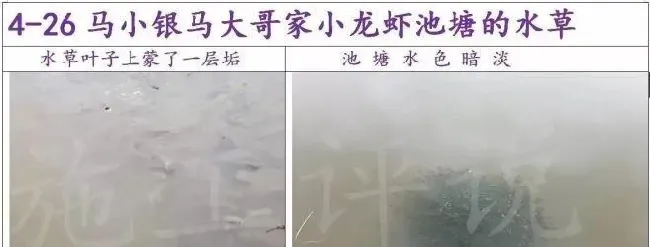 养殖户如何做到让水草清爽，让虾蟹健康