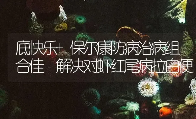 底快乐+保尔康防病治病组合佳 解决对虾红尾病拉白便 | 海水养殖