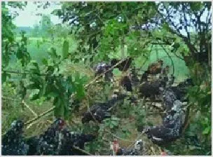 火鸡的六种常见传染病及防治方法 | 动物养殖资料