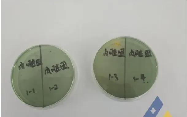 青蛤气泡病死亡一例