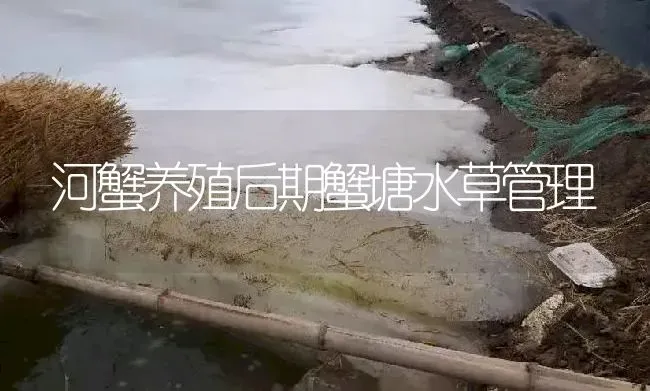 河蟹养殖后期蟹塘水草管理 | 淡水养殖