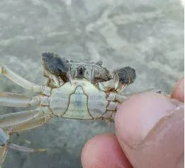 浅谈河蟹池塘一壳前后管理