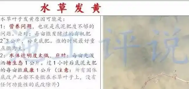 养殖户如何做到让水草清爽，让虾蟹健康