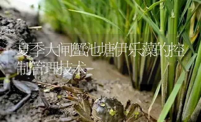 夏季大闸蟹池塘伊乐藻的控制管理技术 | 淡水养殖