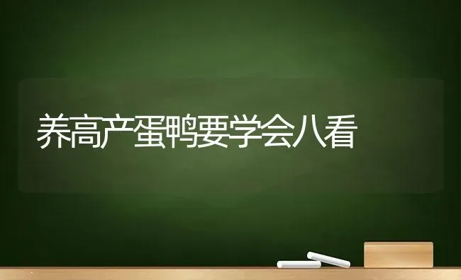 养高产蛋鸭要学会八看 | 家禽养殖