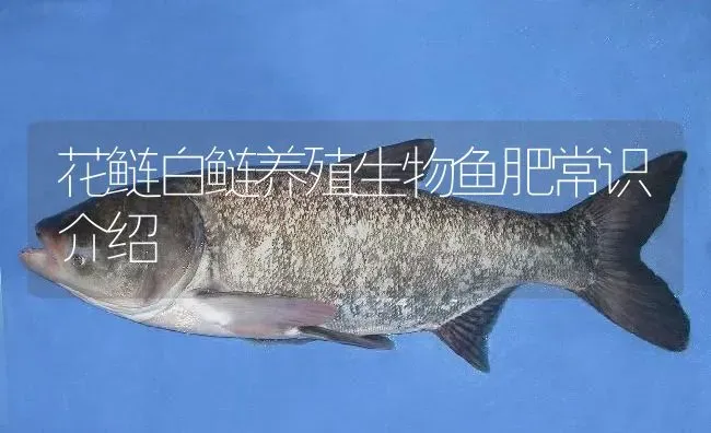 花鲢白鲢养殖生物鱼肥常识介绍 | 淡水养殖