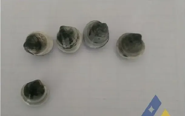 青蛤气泡病死亡一例