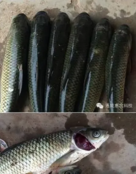 草鱼黑头黑背死亡原因分析及防治措施