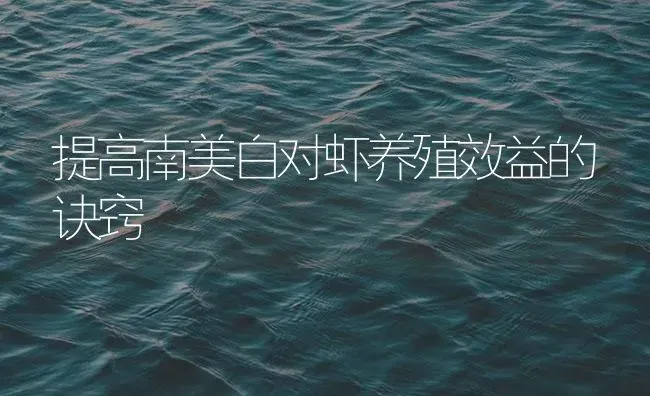 提高南美白对虾养殖效益的诀窍 | 海水养殖