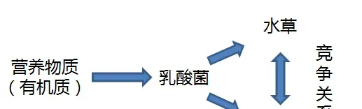 深度剖析高温期河蟹塘管理技术要点