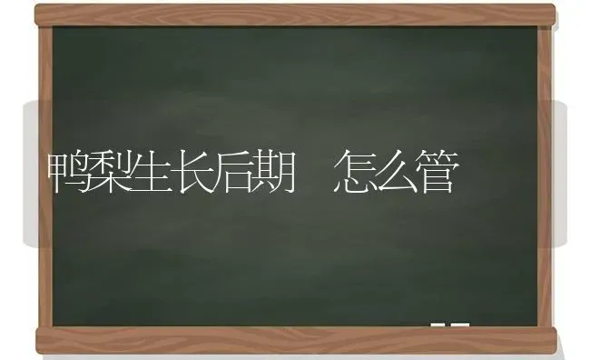 鸭梨生长后期 怎么管 | 家禽养殖