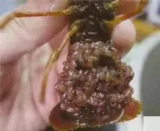 想提高小龙虾苗的质量？秋繁小龙虾养殖塘的管理要注意这些问题